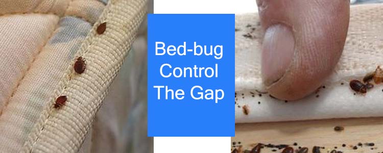 Bed Bug Control The Gap