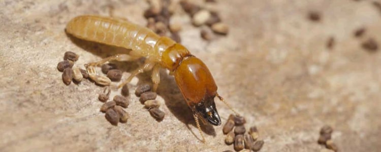 Termite Control The Gap