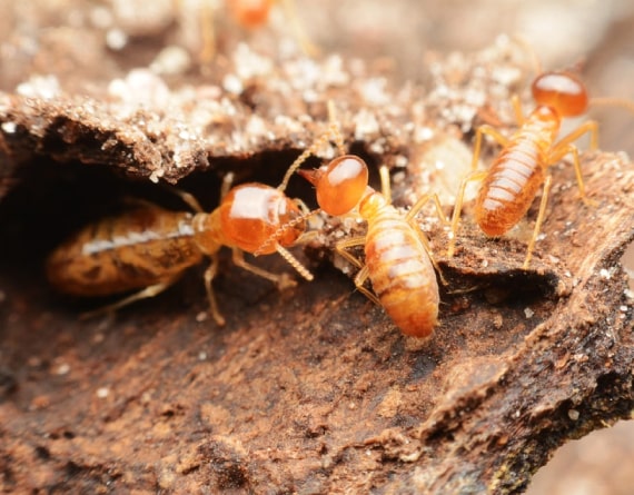 termite control the gap
